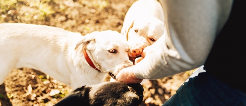 Cientistas alemães descobrem que cachorros podem farejar coronavírus