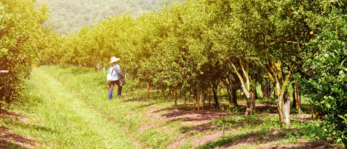 Goiás fomenta trabalho de agricultores