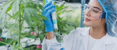 A indústria farmacêutica e o investimento em cannabis medicinal