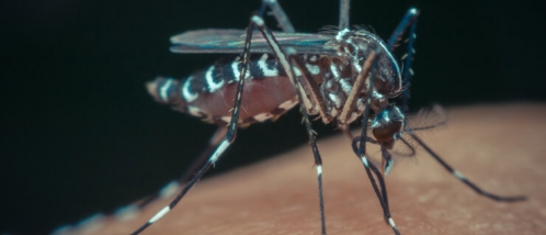 Papel da farmácia em meio aos casos de dengue